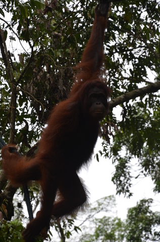 MALASIA: Con ritmo propio - Blogs de Malasia - 28/10  El día orangután (8)