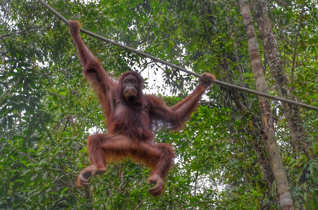 MALASIA: Con ritmo propio - Blogs de Malasia - 28/10  El día orangután (11)