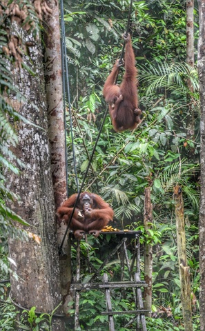 MALASIA: Con ritmo propio - Blogs de Malasia - 28/10  El día orangután (12)