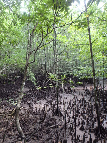 02/11 Excursión manglares - MALASIA: Con ritmo propio (4)