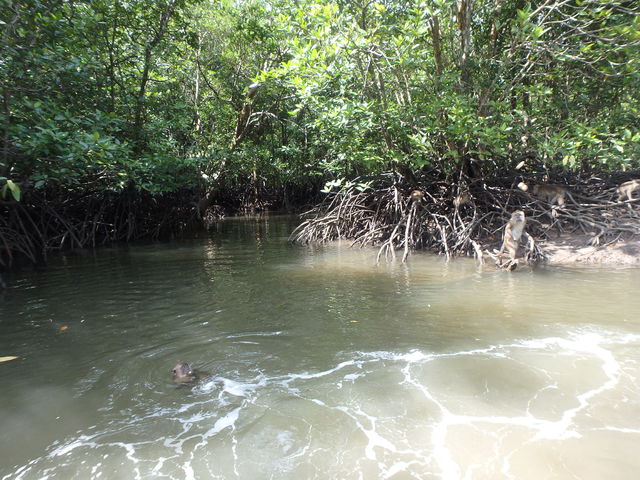 02/11 Excursión manglares - MALASIA: Con ritmo propio (10)