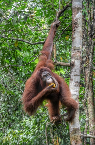 MALASIA: Con ritmo propio - Blogs de Malasia - 28/10  El día orangután (9)