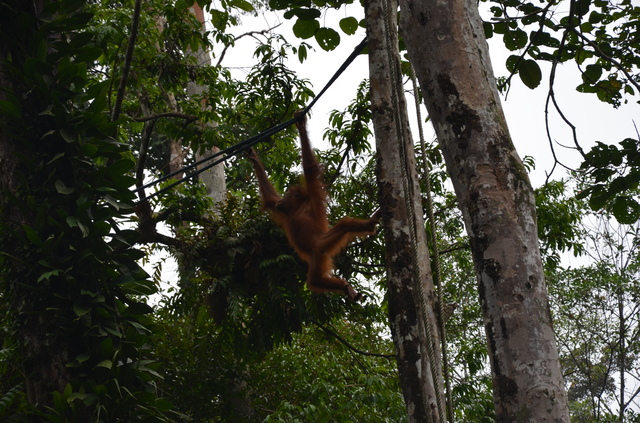 MALASIA: Con ritmo propio - Blogs de Malasia - 28/10  El día orangután (7)