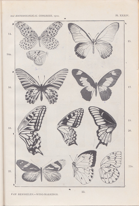 BEMMELEN, J.F. VAN (1859-1956) - Separata. Kleurpatroon Van Insecten