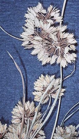 “Cyperus”