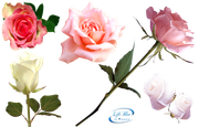 romantic_roses_png_by_lifeblue-d8v2tfs