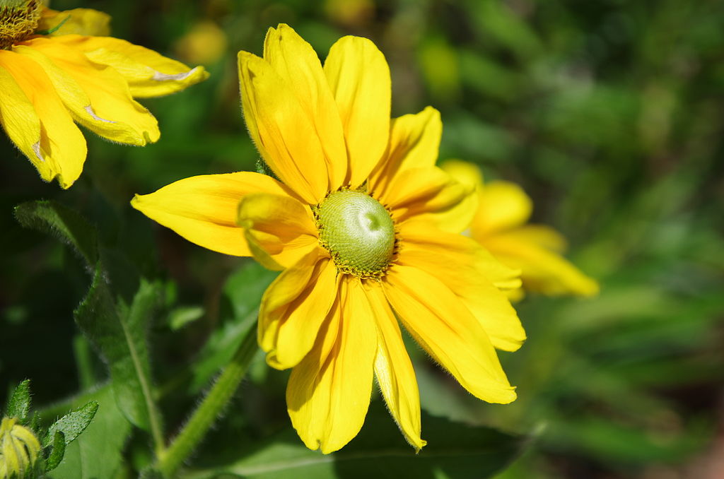 Rudbeckia Flori Si Plante De Gradina Si Apartament