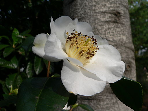 Abutilon