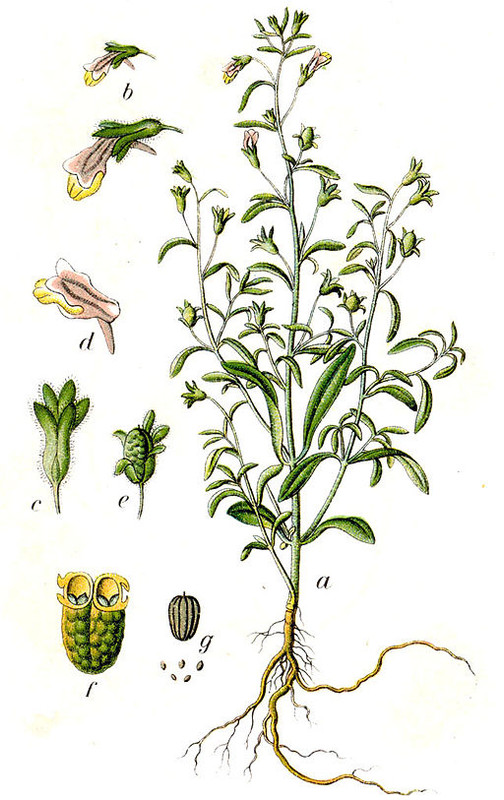 Gura Leului antirrhinum minus