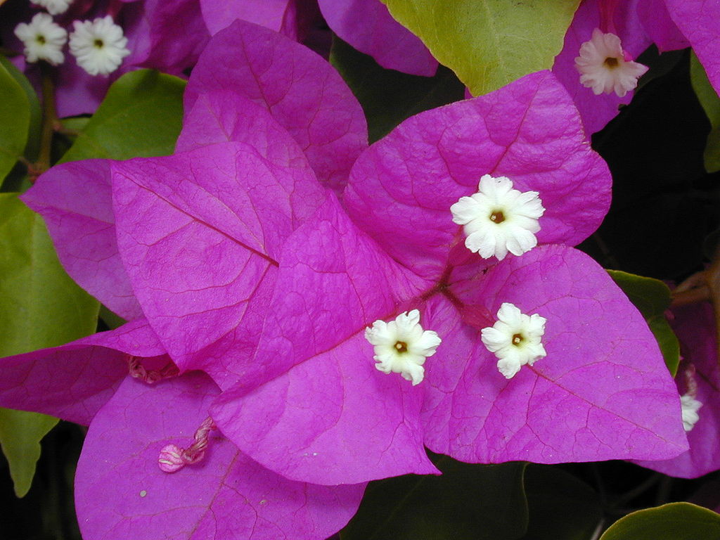 Bougainvillea