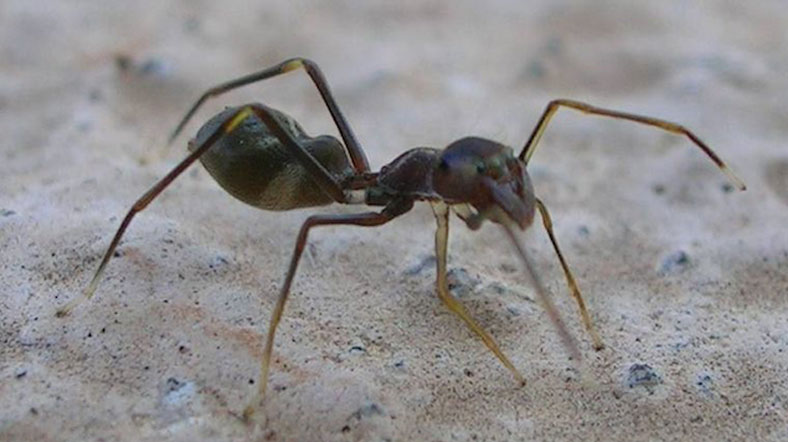 Karıncalar - Mirmekoloji