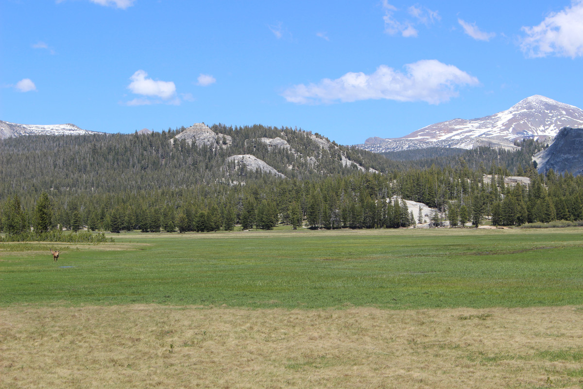 Costa Oeste + Polinesia Francesa - Blogs de USA - Dia 4. Yosemite - Mammoth Lake (15)