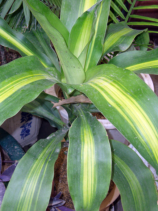 “Dracena”