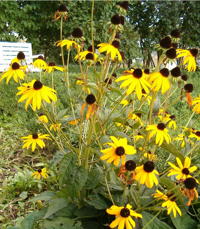 “Rudbeckia”