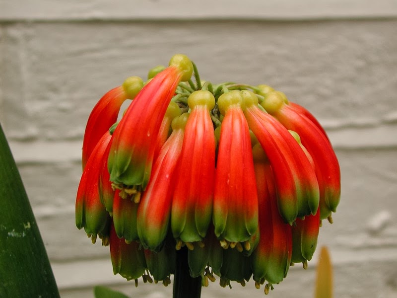 “Clivia”