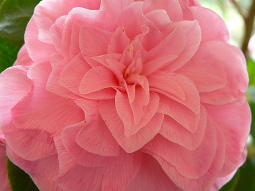 Abutilon
