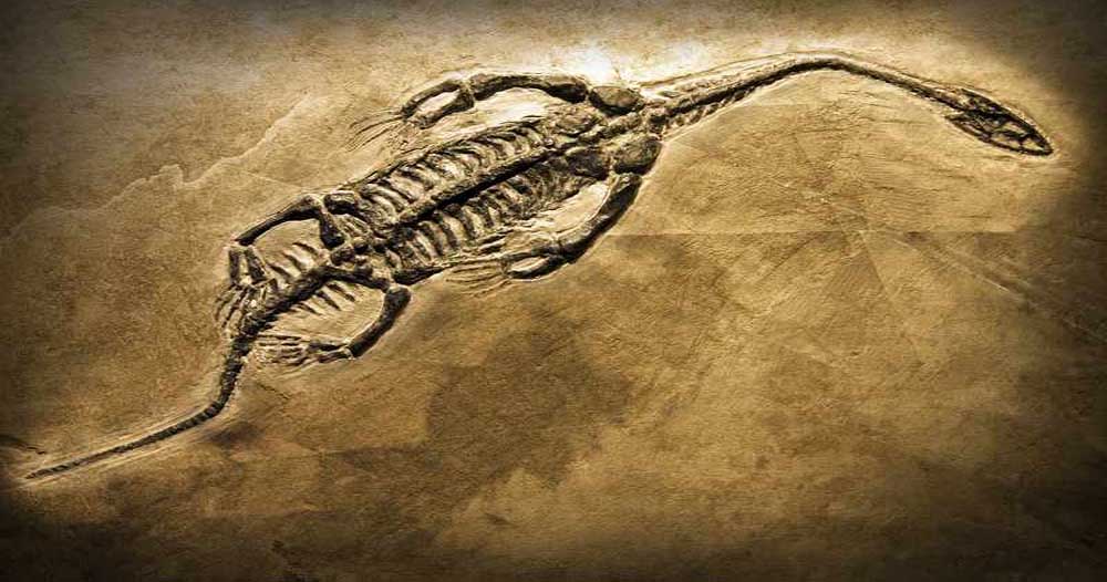 Fosiller - Paleontoloji