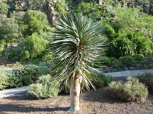 “Dracena”