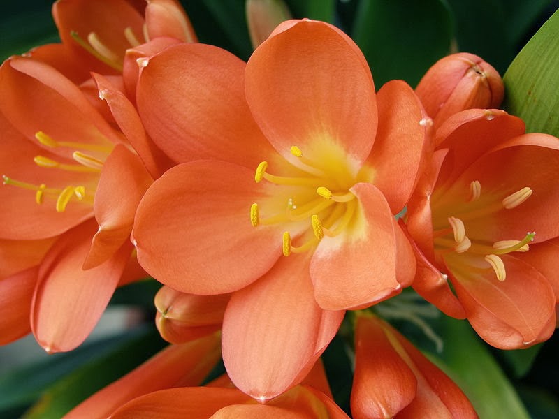 “Clivia”