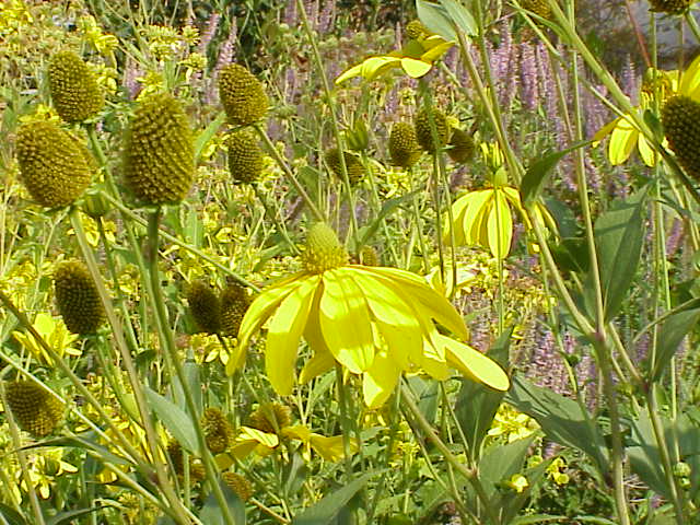 “Rudbeckia”