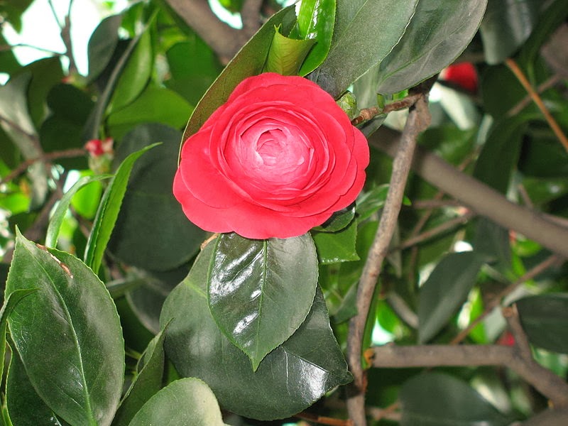 Abutilon