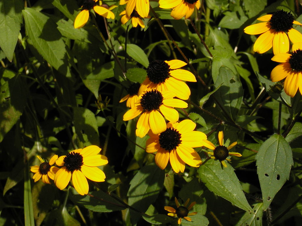 “Rudbeckia”