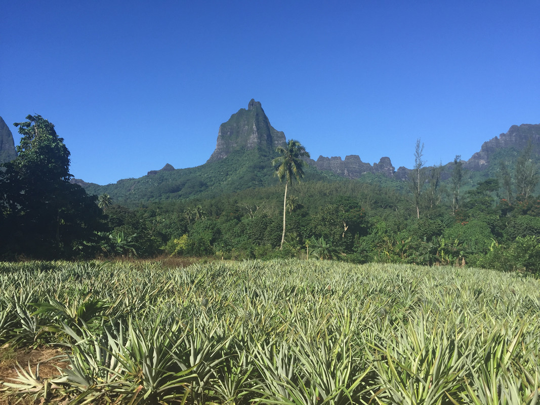 Costa Oeste + Polinesia Francesa II - Blogs de Polinesia Francesa - Excursión en quad (2)