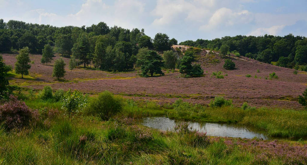 Things to do in Limburg, The Netherlands: Brunssummer heide | Your Dutch Guide