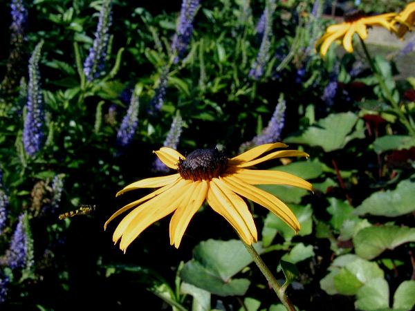 “Rudbeckia”