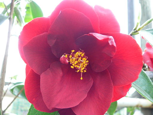 Abutilon