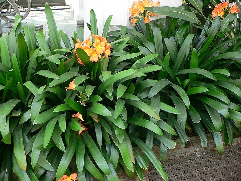 “Clivia”