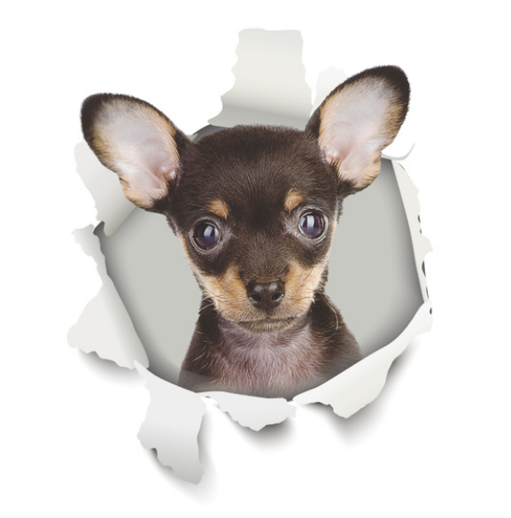 CHIHUAHUA DOG, CANINE, PET, ANIMAL LAPTOP /& MORE VINYL STICKER FOR CAR