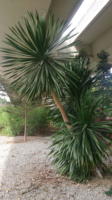“Dracena”