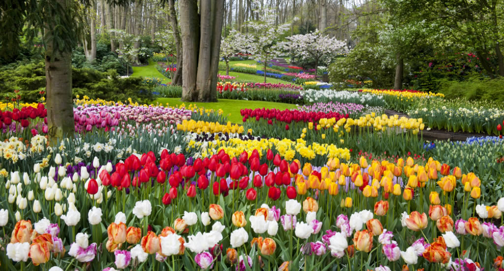 10 things about Holland's tulip fields | Your Dutch Guide