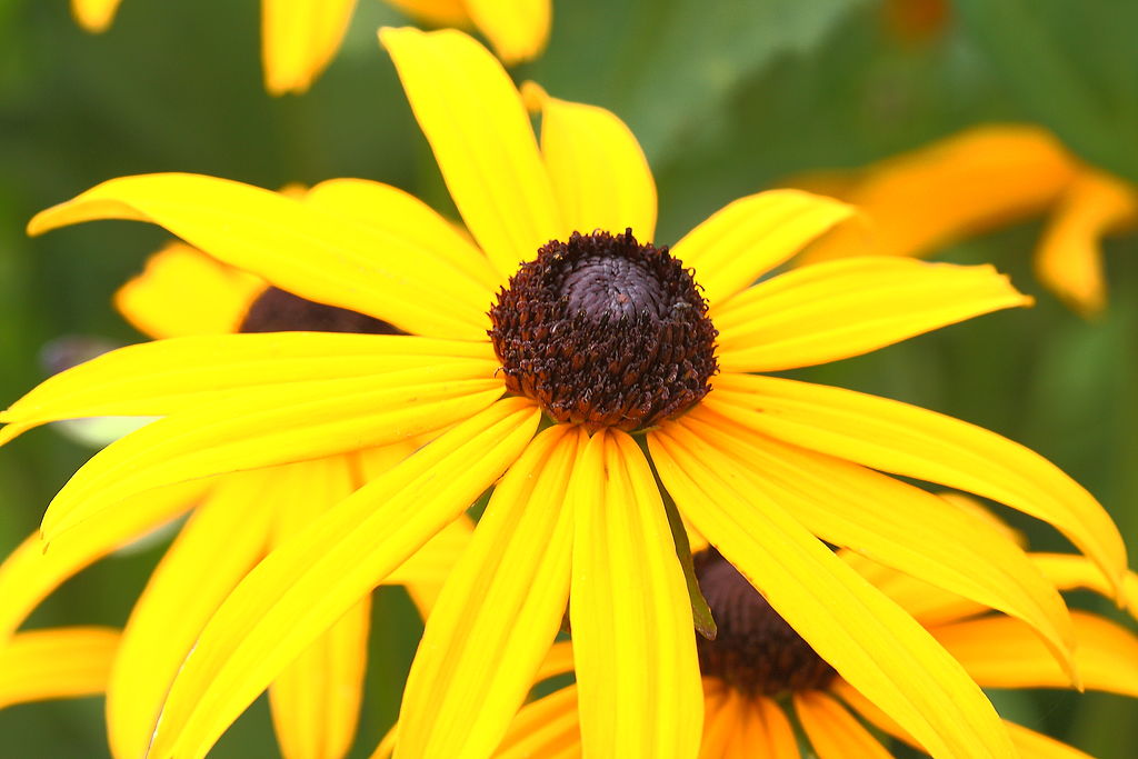 “Rudbeckia”