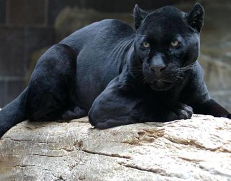black-jaguar_zpsoamahb3c.jpg