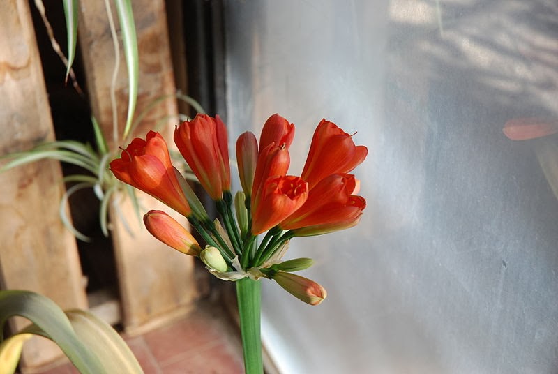 “Clivia”