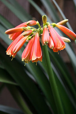 “Clivia”