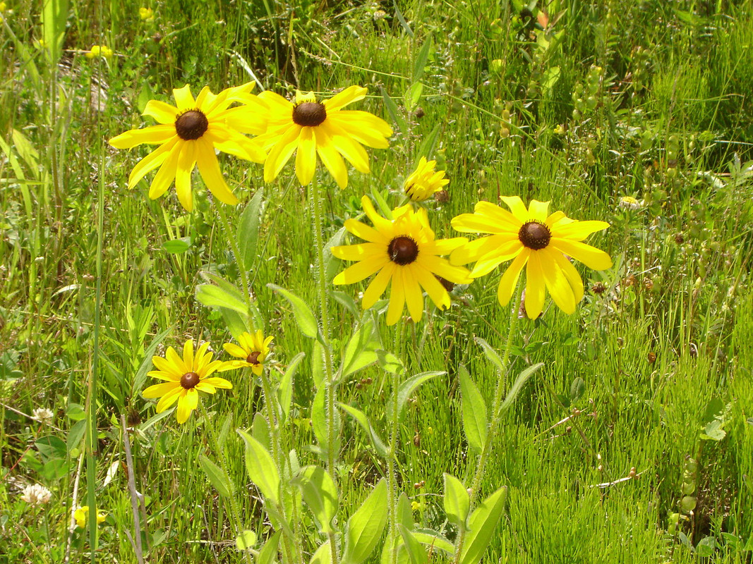 “Rudbeckia”