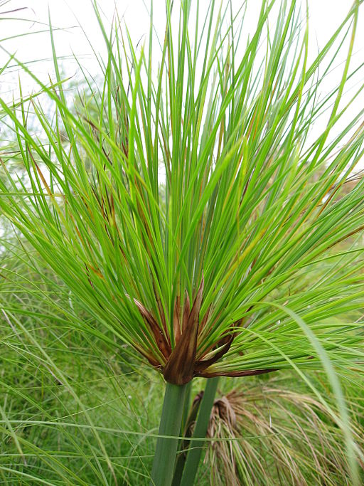 “Cyperus”