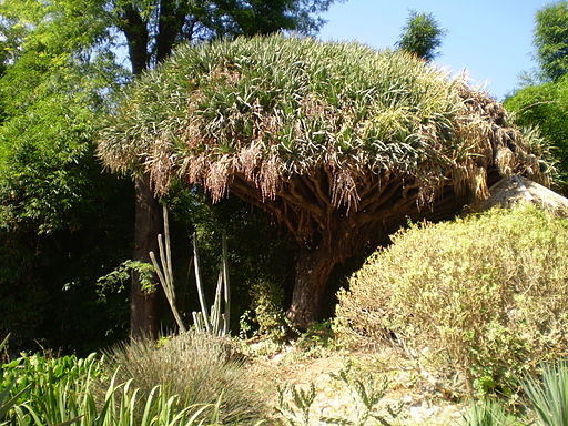 “Dracena”