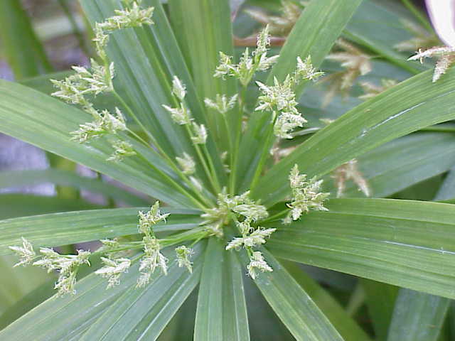 “Cyperus”