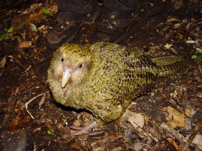 Kakapo - Uçamayan ve Nesli Tükenmekte Olan Papağan