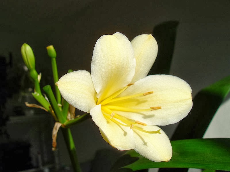 “Clivia”