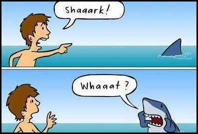 shark4.png