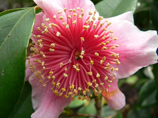 Abutilon