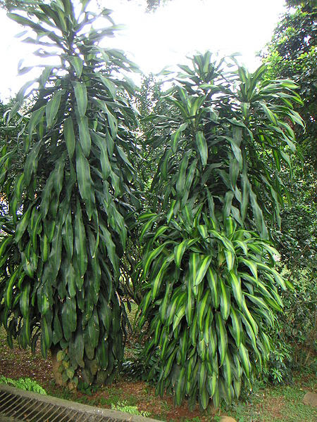 “Dracena”