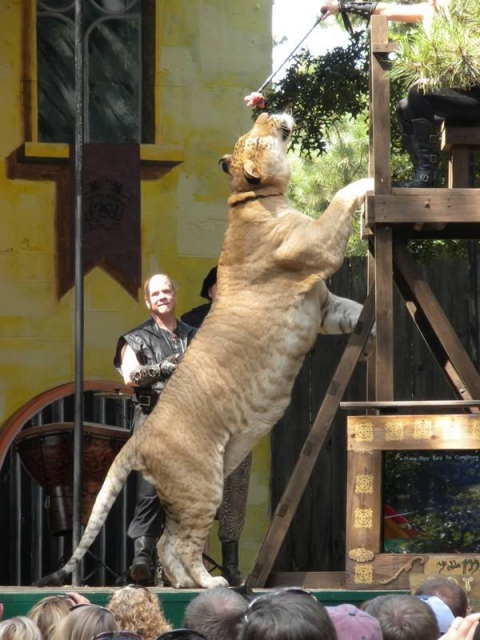 liger5_zps35d9fb6c.jpg