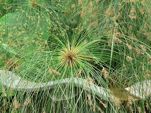 “Cyperus”