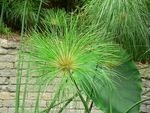 “Cyperus”